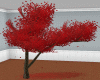 Exotic Red  Velvet Tree