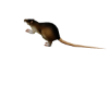 Ghetto  Ratte
