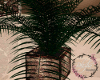 [B] Office Palm Plant