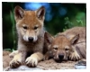 Wolf Pup Area Rug