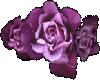 DF Lavender Rose Bar 2