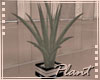 [2L] Plant 1
