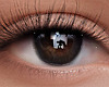✔ Eyes M/F