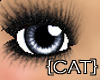 {CAT}Grey Cute Eyes