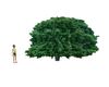 [] Derivable Tree/Bush