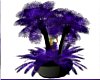 ! Purple Haze Palm
