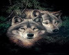 wolves