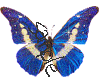 blue butterfly-1