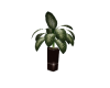 ELITE PLANT 1