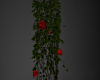 Pillar Rose Vine