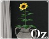 [Oz] - Sunflower