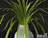 Grass Vase Plant