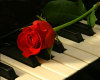 rose & piano