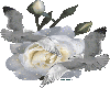 white rose and dove 2