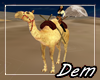 !D! Camel