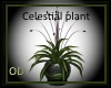 (OD) Celestial plant