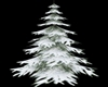 snoey fir tree