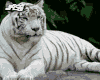 Tiger Guard White