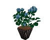 Gorgeous Blue Roses
