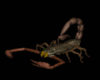 Animated Scorpion