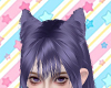 ❀Shoto Cat