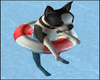 Dog On Pool Float