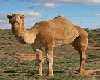 Do.Arabian Camel 1