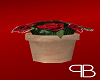 Roses in a pot