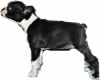 Boston Terrier