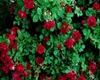 Red Rose hedges