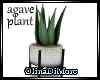 (OD) Agave plant