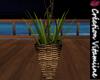 Moonlight  Plant