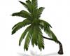 Palm tree- Bent
