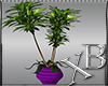 XBI:H.Purple Tall Plant