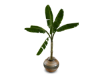 Pot Plant 2