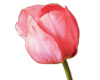 Single pink tulip