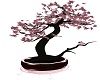 Princess Bonsai Tree 