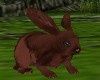 Cute Brown Rabbit Animat