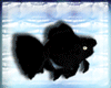 [AM]BlackGoldfish