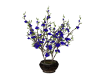 Blue Floral Plant