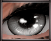 *L* Xyla MH Brows+Eyes
