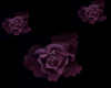 purple rose mini