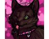 Sera's pet collar. Custo