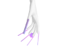 PP Nails