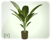 [H] Foliage plant #1