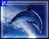 Dolphin Framed