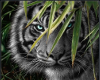 Black Tiger Hiding