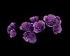 Purple Hair Roses