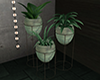 {K}Tropic Plant Pots