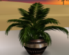 Oasis House Plant
